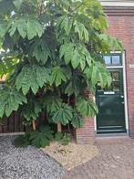 De laatste 2 stekken tropische rijst papierplanten, Tuin en Terras, Planten | Tuinplanten, Ophalen, Zomer, Overige soorten, Volle zon