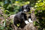 Australian Shepherd pups met stamboom, Dieren en Toebehoren, Overige rassen, CDV (hondenziekte), 8 tot 15 weken, Meerdere