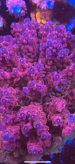 High end acro frags, Overige typen