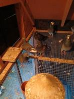 6 leuke duiven, sierduiven, gratis, Meerdere dieren, Overige soorten