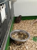 Chinese dwergkwartels  hanen, Dieren en Toebehoren, Vogels | Overige Vogels, Mannelijk