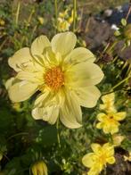 Dahlia knollen van Dahlia Yellow Bird, Ophalen of Verzenden, Volle zon, Knol