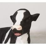 Kalf Lying Down – Koe beeld Lengte 88 cm, Ophalen, Nieuw, Overige soorten, Overige typen