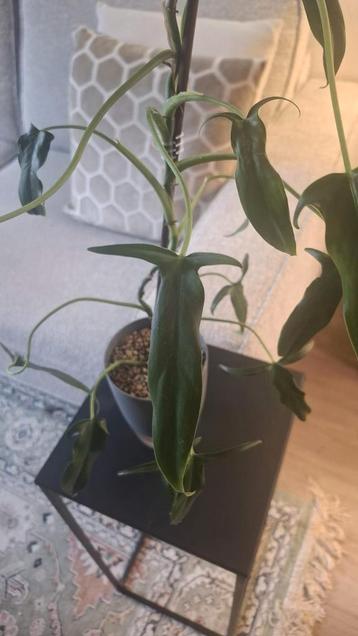 Philodendron Holtonianum - Zeldzame Kamerplant beschikbaar voor biedingen