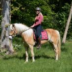 Lieve 4 jarige haflinger merrie, Gechipt, 3 tot 6 jaar, Recreatiepony, Merrie
