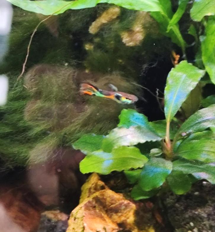 Jonge guppen / endlerguppen m/v, Dieren en Toebehoren, Vissen | Aquariumvissen, Zoetwatervis, Vis, Schoolvis