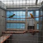 Pruimkop, Dieren en Toebehoren, Vogels | Parkieten en Papegaaien, Meerdere dieren, Parkiet