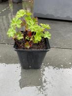Geranium 'Biokovo' (Ooievaarsbek) in P9 pot, Ophalen, Bodembedekkers, Vaste plant, Halfschaduw