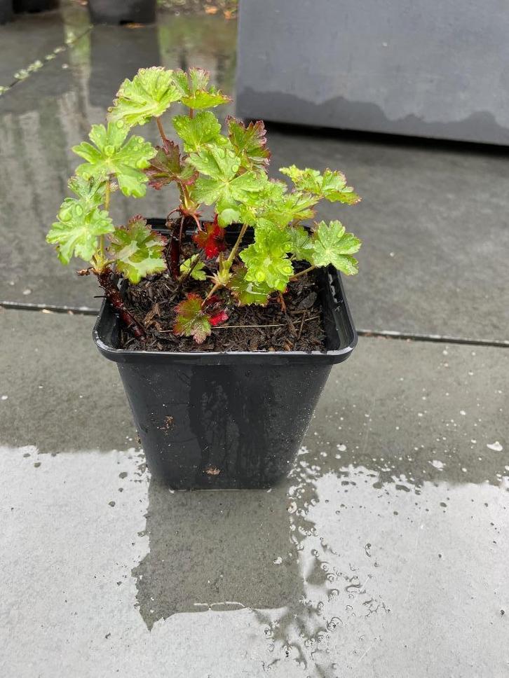 Geranium 'Biokovo' (Ooievaarsbek) in P9 pot, Tuin en Terras, Planten | Tuinplanten, Vaste plant, Bodembedekkers, Halfschaduw, Lente