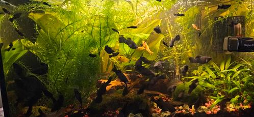 Black mollie's vissen groot en klein, Dieren en Toebehoren, Vissen | Aquariumvissen, Vis