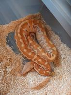 Gezocht: bloedpython brongersmai curtus breitensteini, Dieren en Toebehoren, Slang, 0 tot 2 jaar