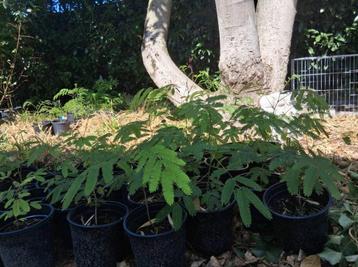 albizia persische slaapboom  beschikbaar voor biedingen