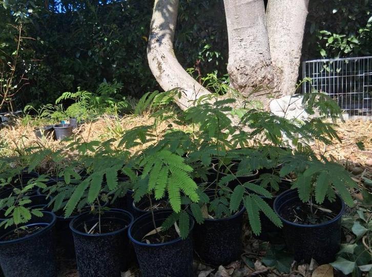 albizia persische slaapboom, Tuin en Terras, Planten | Bomen, Overige soorten, Volle zon, Ophalen