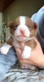 Prachtige welsh corgi cardigan pup, Dieren en Toebehoren, Honden | Herdershonden en Veedrijvers, België, Particulier, Reu, CDV (hondenziekte)
