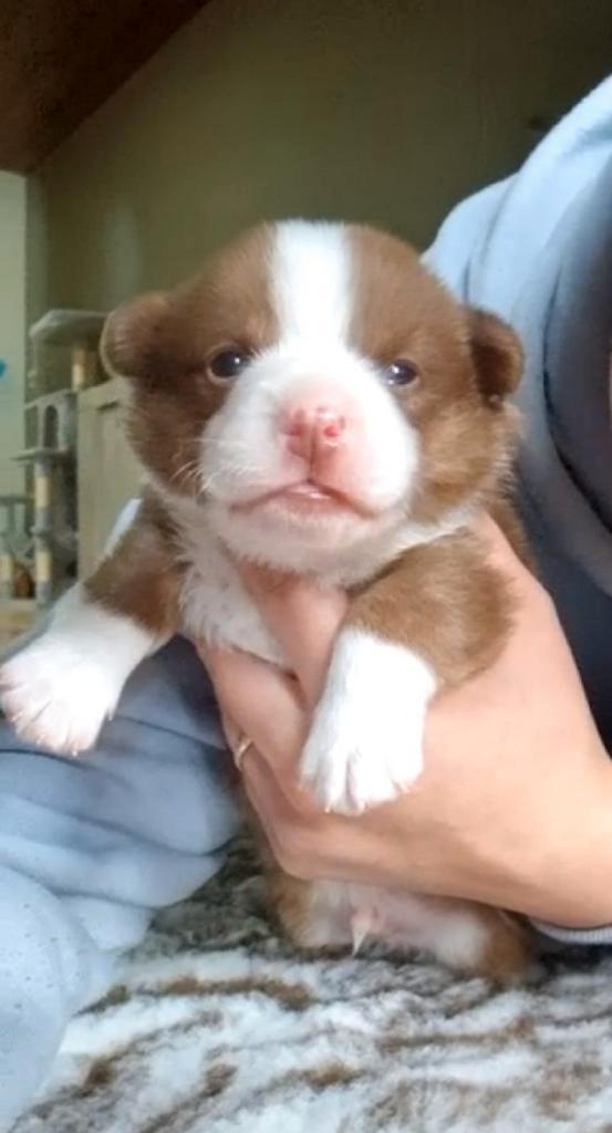 Prachtige welsh corgi cardigan pup, Dieren en Toebehoren, Honden | Herdershonden en Veedrijvers, Reu, Particulier, Eén hond, België