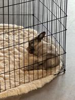 Tam konijn pluisje, Dieren en Toebehoren, Vrouwelijk, Dwerg, 0 tot 2 jaar