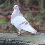 Balear kropper doffer, Dieren en Toebehoren, Vogels | Duiven, Mannelijk, Kropper