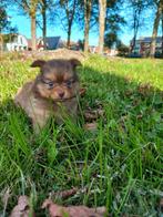 Pomchi pups, pomeriaan/dwergkees/chihuahua puppy, Dieren en Toebehoren, Honden | Chihuahua's en Gezelschapshonden, Overige rassen