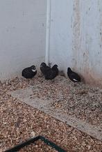 Chinese kwartels...2ouders 2jonkies, Meerdere dieren, Tropenvogel
