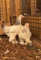 Brahma kriel, Dieren en Toebehoren, Pluimvee, Meerdere dieren, Kip