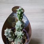 tephrocactus articulatus inermis cactus klein zie foto, Huis en Inrichting, Kamerplanten, Cactus, Ophalen of Verzenden
