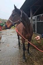 Lieve volbloed merrie Estrelja, Dieren en Toebehoren, Paarden, Merrie, 160 tot 165 cm, Recreatiepaard, 11 jaar of ouder