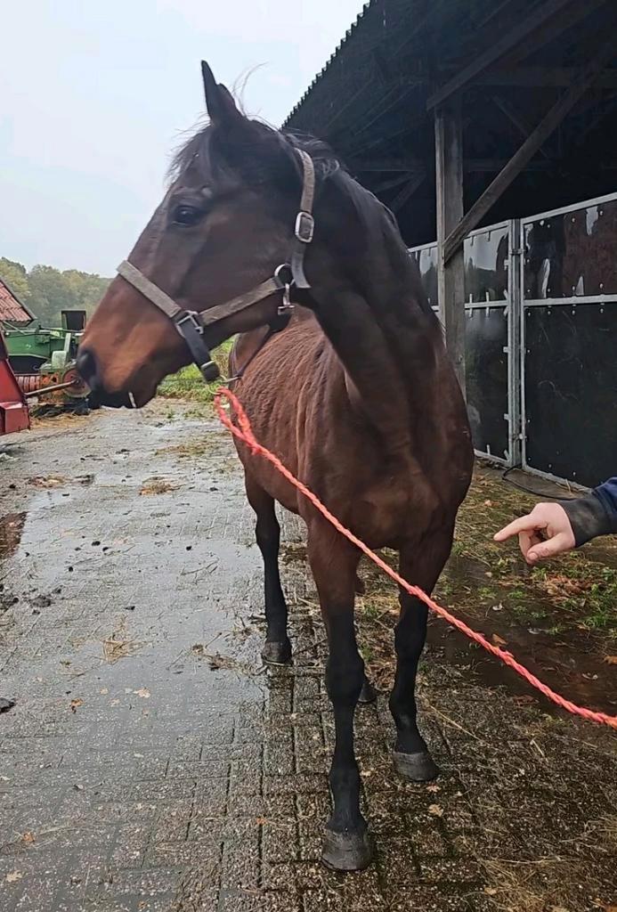 Lieve volbloed merrie Estrelja, Dieren en Toebehoren, Paarden, Merrie, 160 tot 165 cm, 11 jaar of ouder, Recreatiepaard