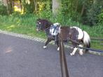Brave Betuigde Shetlanders/Drachtige kroon/gezelschaps pony, Dieren en Toebehoren, Pony's, Meerdere dieren, Recreatiepony, Gechipt