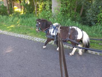 Brave Betuigde Shetlanders/gezelschaps ponys beschikbaar voor biedingen