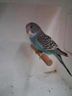 Jonge Dun Fallow /blackface, Dieren en Toebehoren, Vrouwelijk, Parkiet