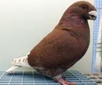 showracer, Dieren en Toebehoren, Vogels | Duiven