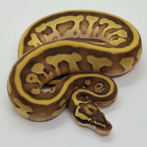 1.0 Butter Leopard Supr Enchi (Pastel) 66%h Albino 50%h pied, Dieren en Toebehoren, Reptielen en Amfibieën, Slang
