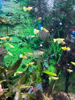 full gold guppy male and female, Vis, Zoetwatervis, Schoolvis