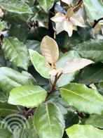 Elaeagnus ebbingei Olijfwilg zeewind-droogte-zon-bestendig, Overige soorten, Volle zon, Vaste plant, Ophalen of Verzenden
