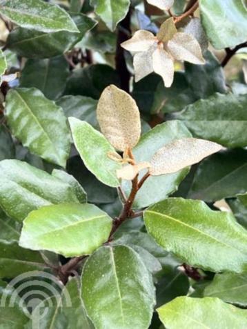 Elaeagnus ebbingei Olijfwilg zeewind-droogte-zon-bestendig beschikbaar voor biedingen