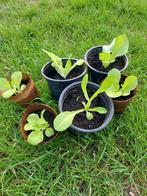 Kropsla plantjes, Ophalen, Volle zon, Groenteplanten, Eenjarig