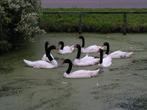 Specialist in watervogels | Ruime keuze | Passend advies, Dieren en Toebehoren, Pluimvee, Meerdere dieren, Gans of Zwaan