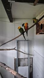 Jendaya parkieten inclusief DNA certificaat, Dieren en Toebehoren, Vogels | Parkieten en Papegaaien, Meerdere dieren, Parkiet