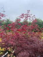 Acer diverse soorten, Ophalen, Bloeit niet, Halfschaduw, Overige soorten