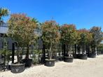 Photinia fraseri Red Robin - Glansmispel 350/400 cm te koop, Tuin en Terras, Planten | Bomen, Lente, 250 tot 400 cm, Volle zon