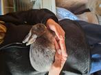 Jonge kleurdwergjes, Dieren en Toebehoren, Meerdere dieren, Dwerg