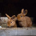Thrianta konijntjes, Mannelijk, Dwerg
