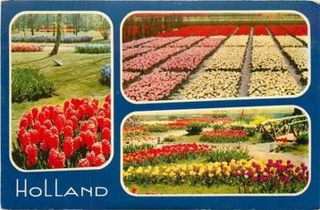 (300-049-039) Nederland Holland in bloementooi beschikbaar voor biedingen