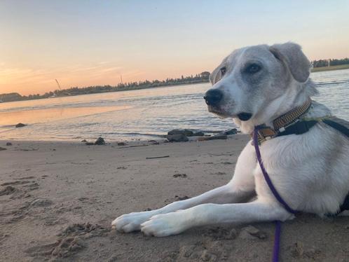Superleuke lieve Zuki!, Dieren en Toebehoren, Honden | Niet-rashonden, Groot, Reu, Handelaar, Eén hond, Buitenland, 15 weken tot 1 jaar