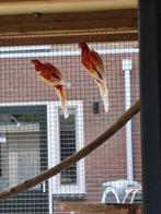 Rosella koppel - Rubino, Dieren en Toebehoren, Vogels | Parkieten en Papegaaien, Meerdere dieren, Parkiet, Geringd