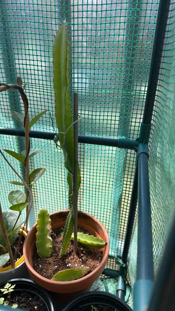 Dragonfruit plant beschikbaar voor biedingen