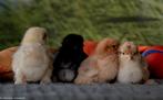 Cochinkriel kuikens, Dieren en Toebehoren, Pluimvee, Meerdere dieren, Kip