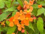 Begonia sutherlandi bulbils, Tuin en Terras, Volle zon, Vaste plant, Zomer, Ophalen