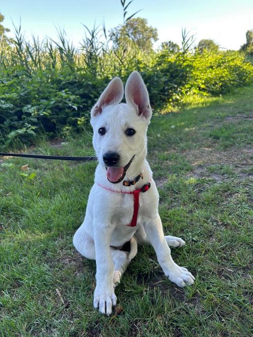 prachtige pups van Zwitserse witte Herder, Jämthund en Husky, Dieren en Toebehoren, Honden | Niet-rashonden, Groot, Meerdere dieren