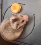 1 goud hamsters bruin/rood mannetje 7 weken, Dieren en Toebehoren, Augustus, Meerdere dieren, Hamster